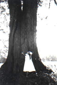 Johnny Appleseed Trees